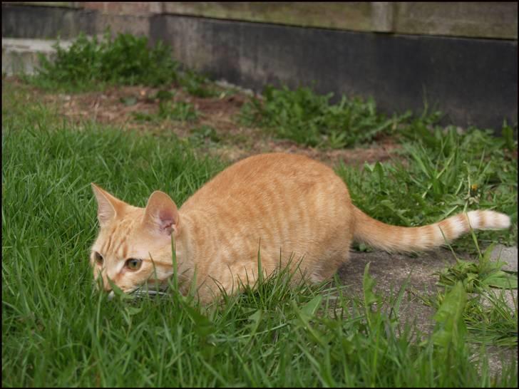 Huskat Yoda (nyt hjem) - Yoda i haven, d. 7. maj 2010 billede 20