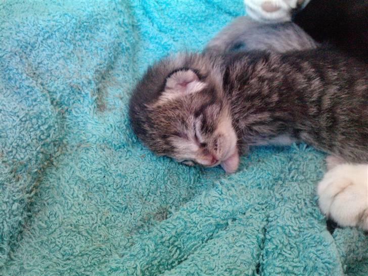 Huskat Tiger SOLGT. - her er Tiger hun tager sig lige en lur efter maden billede 1