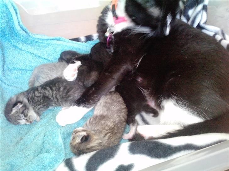 Huskat Tiger SOLGT. - eno et billed af Tiger når hun sover :) billede 4