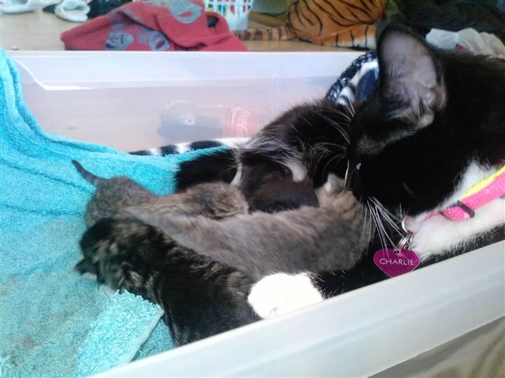 Huskat Silver SOLGT. - silver gæmmer sig billede 2