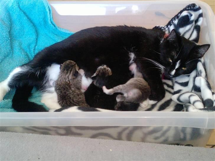 Huskat Silver SOLGT. - Silver ligger oven på Nasakada billede 3