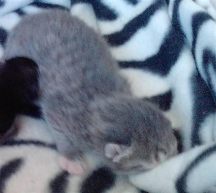 Huskat Silver SOLGT. billede 5