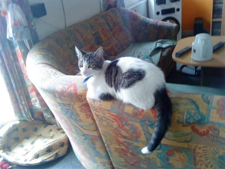 Huskat Basse - Basse der ligger og slapper af billede 11