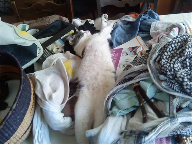 Huskat Basse - Basse sover billede 12