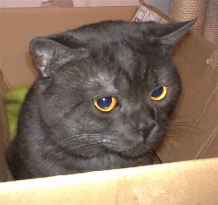 British Shorthair DK Kjätta's Prins Erik billede 9