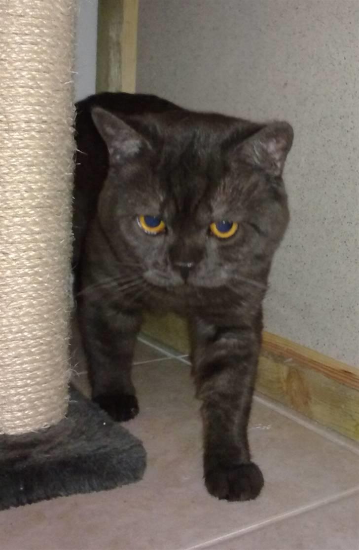 British Shorthair DK Kjätta's Prins Erik billede 10