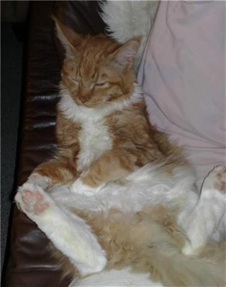 Maine Coon Hugo Boss - Tjah, sådan kan man også sidde og sove ;) billede 15