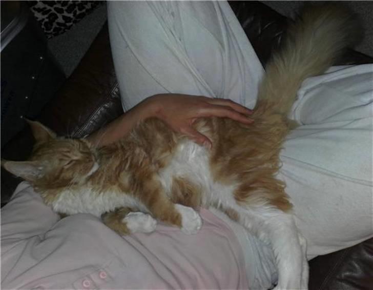 Maine Coon Hugo Boss - Lige en bette lur :) billede 16