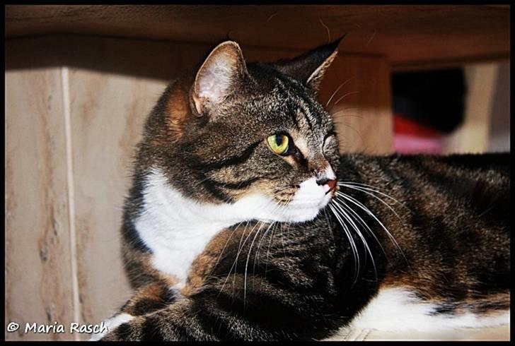 Huskat Emma *mors* billede 1