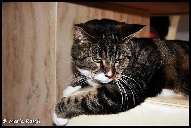 Huskat Emma *mors* billede 3