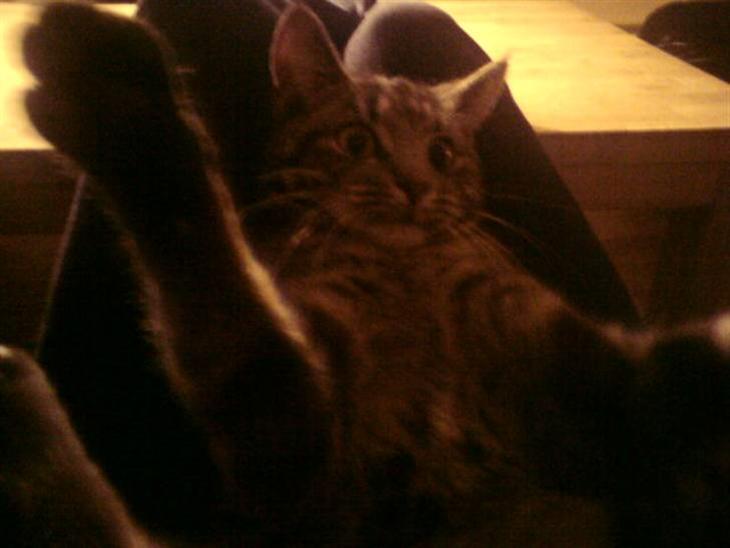 {{currentPhoto.altText}} billede {{currentPhoto.number}}