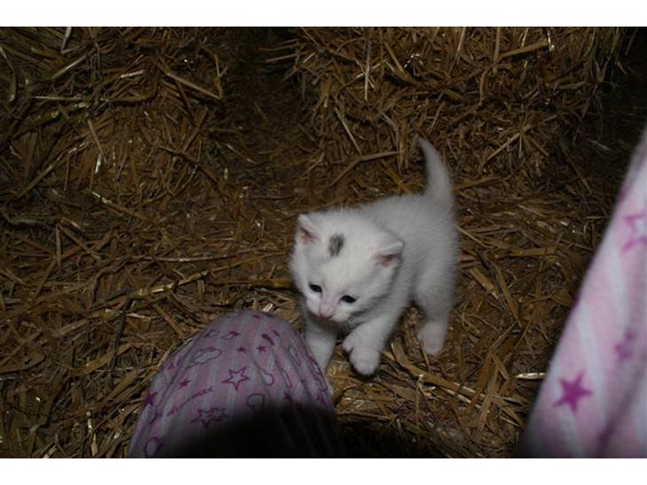 {{currentPhoto.altText}} billede {{currentPhoto.number}}