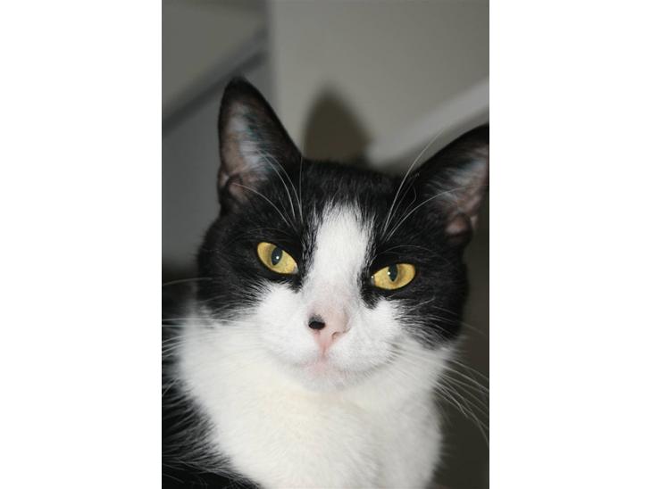 Huskat Ofelia billede 1