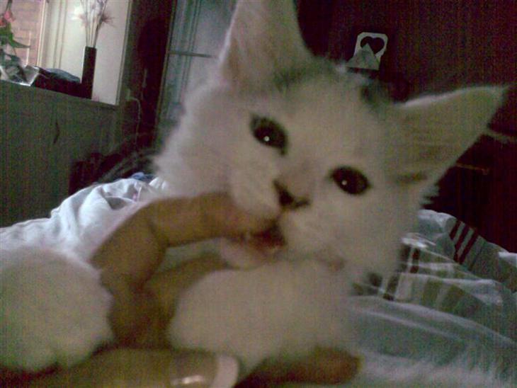 {{currentPhoto.altText}} billede {{currentPhoto.number}}