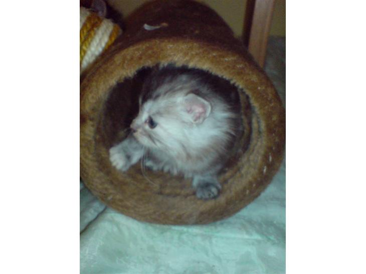 Maine Coon Luna :D (tidl. kat) billede 1