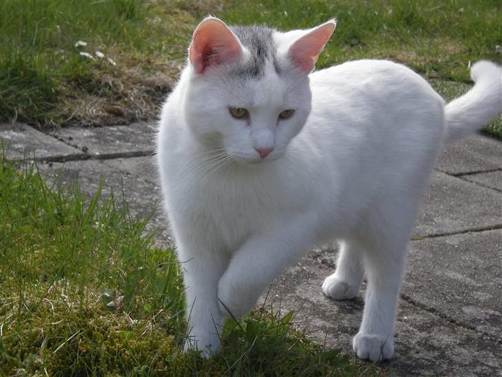 Huskat  - Sofus - Velkommen til Sofus´s profil :D billede 1