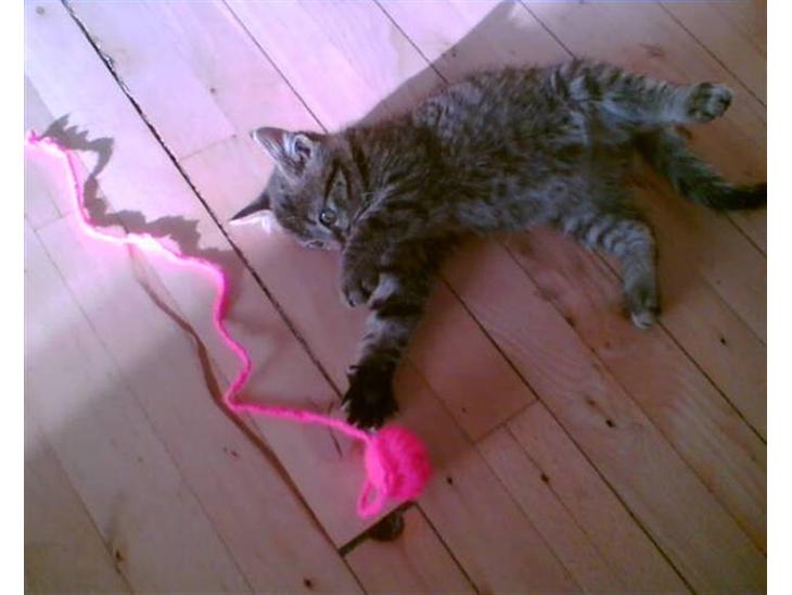 {{currentPhoto.altText}} billede {{currentPhoto.number}}