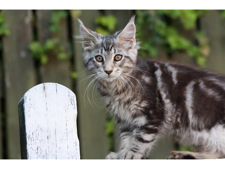 Maine Coon Maximus R.I.P. - Maximus 14 uger billede 1