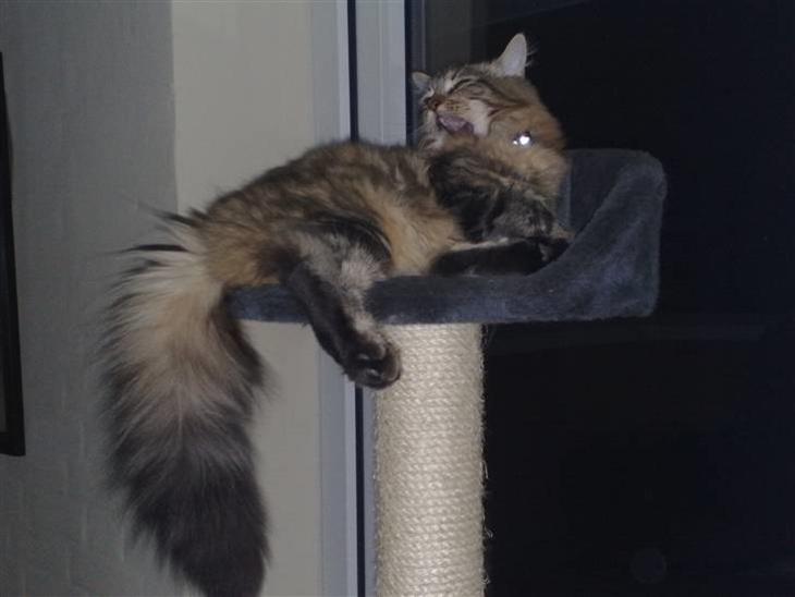 {{currentPhoto.altText}} billede {{currentPhoto.number}}