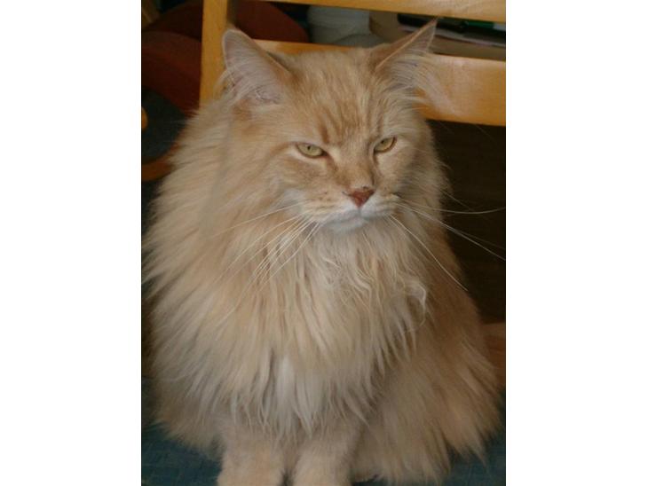 Maine Coon Mads billede 1