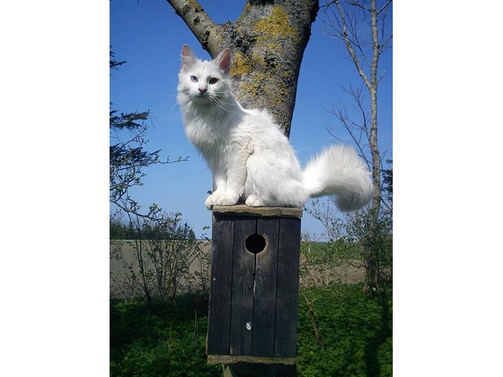 {{currentPhoto.altText}} billede {{currentPhoto.number}}