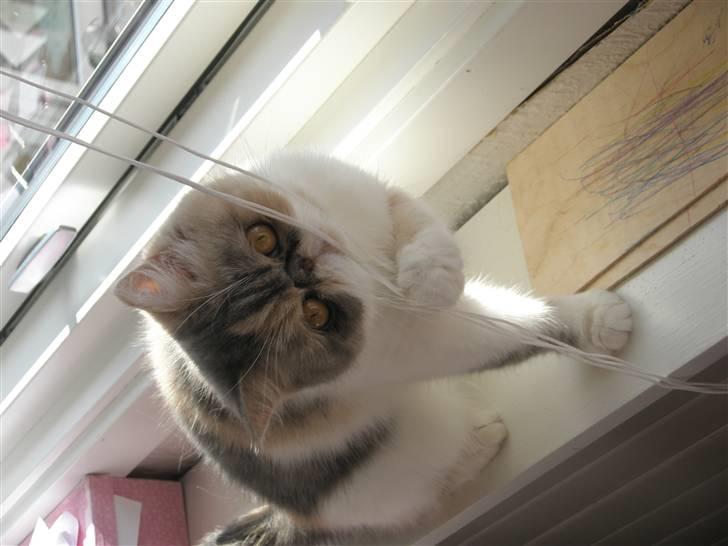 fure mandat Enlighten Exotic Slik Askepot - Billeder af katte - Uploaded af Dorthe W