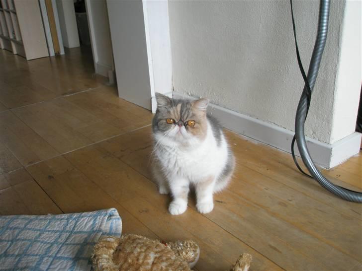 fure mandat Enlighten Exotic Slik Askepot - Billeder af katte - Uploaded af Dorthe W