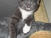 Manx Sylvester