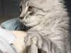 Maine Coon Frede