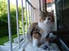 Maine Coon Delhi