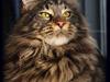Maine Coon DK Proud Danish MoonDreamer [Tidl. kat]