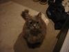 Maine Coon Agerholmens Mia-maja<333