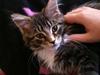 Maine Coon Enzo