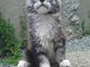 Maine Coon Lexus