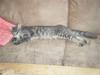 Maine Coon Arne