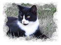 Huskat Pletten