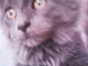 Maine Coon Aslan *Flyttet*