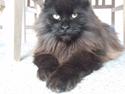 Maine Coon Elli *solgt*