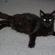 Maine Coon Saveheart`s Leia