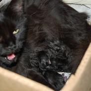 Maine Coon Saveheart`s Leia