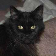 Maine Coon Saveheart`s Leia