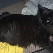 Maine Coon Saveheart`s Leia