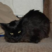 Maine Coon Saveheart`s Leia