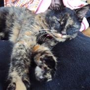 Blanding af racer R.I.P Shadow <3