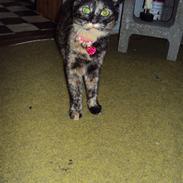 Blanding af racer R.I.P Shadow <3