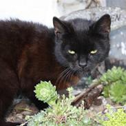 Blanding af racer Bimse