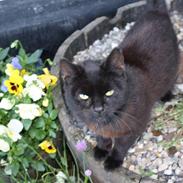 Blanding af racer Bimse