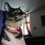 Blanding af racer R.I.P Shadow <3