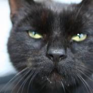 Blanding af racer Bimse