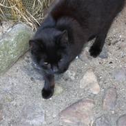 Blanding af racer Bimse